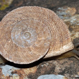 De populismo, impotencia y bichos en extinción