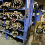 Ya hay más tigres viviendo en cautividad que de forma silvestre