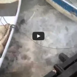 Pirañas en frenesí devorador