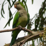 España, invadida por más de 20.000 cotorras argentinas