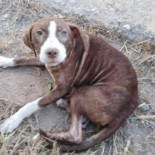 Un perro hace compañía durante toda la noche a un anciano con alzhéimer que estaba desaparecido en Burriana