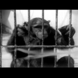 Vetusta Morla - Golpe Maestro