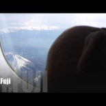 Una agencia de viajes japonesa se lleva tus peluches de vacaciones... sin tí [ENG]