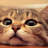 La contaminación química se acumula en los gatos domésticos