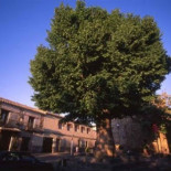 Los viejos Olmos de Toledo