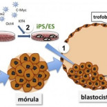 ¡Hasta la pluripotencia y más allá!
