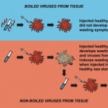 Descubren la causa de la muerte de millones de estrellas de mar
