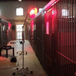 ¿Qué pasa con los perros con los que practican los futuros veterinarios?