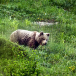 Nacen varios osos en el Pirineo Catalán