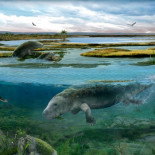 La vaca marina que vivió en unos Pirineos tropicales