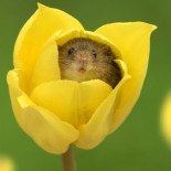 Ratones entre tulipanes