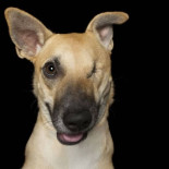 Un fotógrafo capta la perfecta imperfección de los perros rescatados