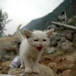 ¿Sufre mi gato de ansiedad?