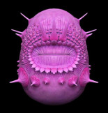 La anatomía de este animal extinto desafía la lógica