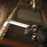 Así se crían los cachorros que se venden en las tiendas