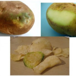 Tomates verdes (mejor) fritos