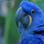 Nace un ejemplar de guacamayo azul y salva a su especie de la extinción