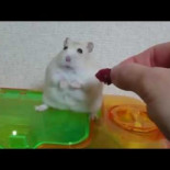 Hámster se siente traicionado