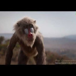 El Rey León (2019) Teaser con voz Constantino Romero