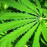 La guerra contra la droga ha fracasado