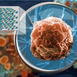 Una hiperlente que permite ver un virus en la superficie de una célula viva