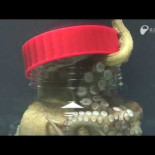 Pulpo abre el bote donde lo han metido (desenrroscando el tapón) (eng)