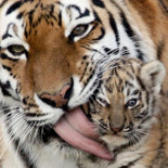 Las 50 mejores fotos del 2011 según The Natural World (The Big Picture)