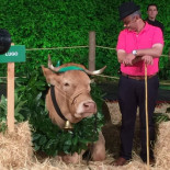 Linda, la vaca de Lugo ha ganado #MissVaca2017