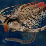 Las causas de la explosión cámbrica