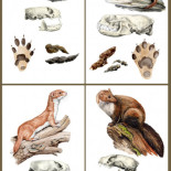 Los mustélidos ibéricos: nuestros pequeños guerreros