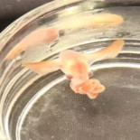 Las crías de pulpo dumbo son miniadultos desde que rompen el huevo