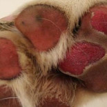 La regla de los cinco segundos para saber si hace mucho calor para pasear a tu perro