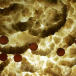 Las más importantes investigaciones científicas del 2012 'made in Spain' que no puedes perderte