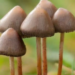 Neurociencia: Hongos alucinógenos ayudan al tratamiento de pacientes con depresión severa