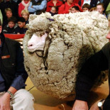 El pelo de oveja es infinito