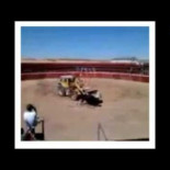 Maltrato a la vaquilla en Barrax golpeandola con un tractor