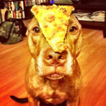 El perro más imperturbable del mundo