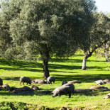 La dehesa ibérica y la fauna: 4.000 años tocan a su fin