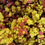 ¿Por qué unas personas se infectan de covid y otras no? La clave de la inmunidad está en el resfriado común