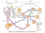 ¿Reinfección por COVID-19? ¡Todos tranquilos que para eso está el sistema inmune!