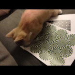 Reacción de un gato ante una ilusión óptica