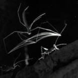 Araña del tipo Deinopidae grabada cazando a su presa con su cesta de tela