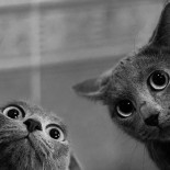 Los gatos que descubrieron los micrófonos ocultos de la KGB