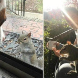 Esta ardilla todavía regresa para visitar a la familia que la salvó hace 7 años