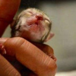 Encuentran un gato minúsculo en Tailandia