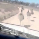 Arrolla a un grupo de emúes mientras ríe a carcajadas