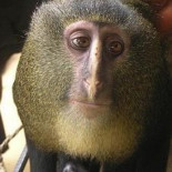 "Top 10" de las especies más impactantes del año