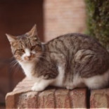 Piden cárcel por matar a escobazos al gato de la vecina