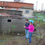Arruinados por una planta de marihuana