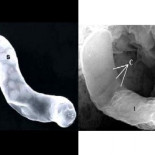 Un científico de la NASA afirma haber encontrado pruebas de vida extraterrestre [ENG]